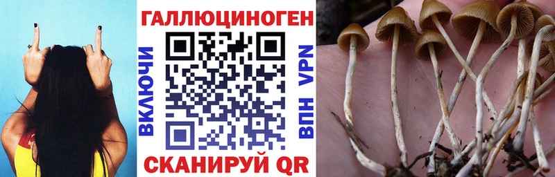 Купить закладки  Новотроицк  Галлюциногенные грибы GOLDEN TEACHER 